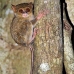 monkey_tarsier_eastern_tangkoko_v_0108_sul1283.jpg